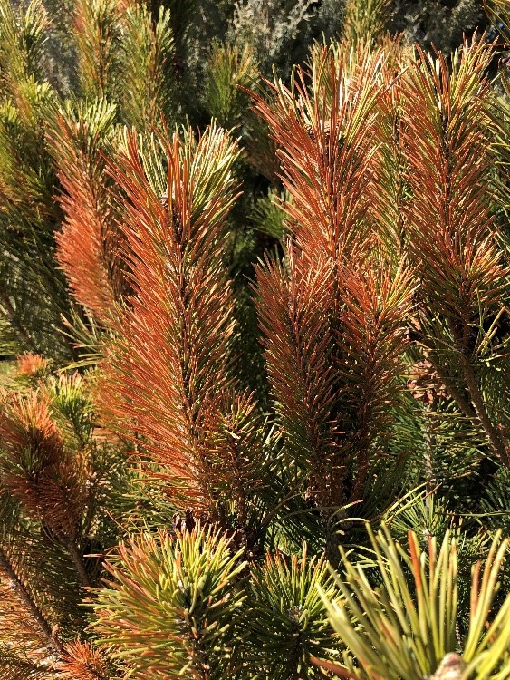 Picture of evergreen tree with brown needles