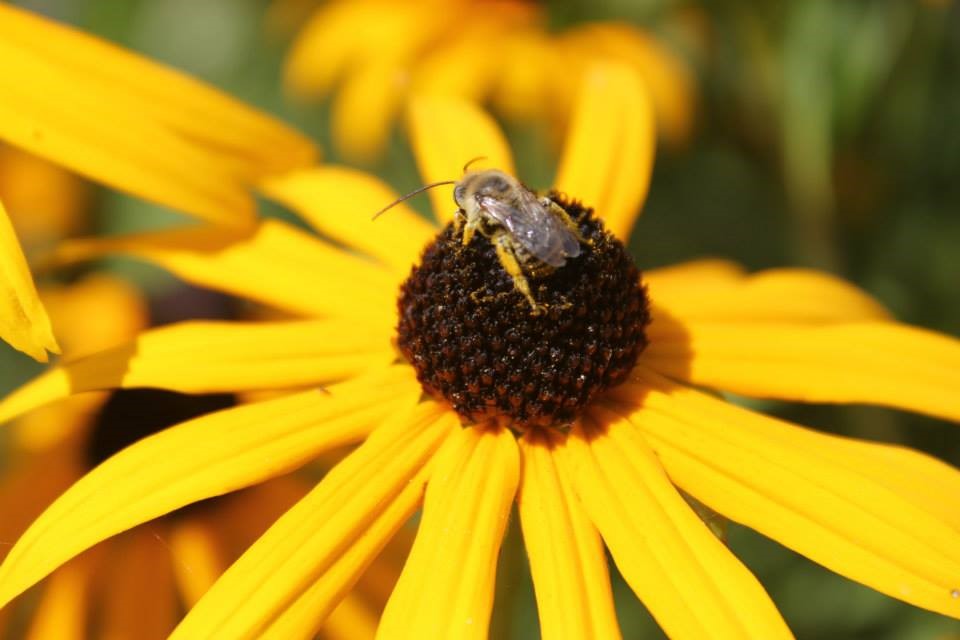 A yellow flower with a pollen-covered bee resting on top.