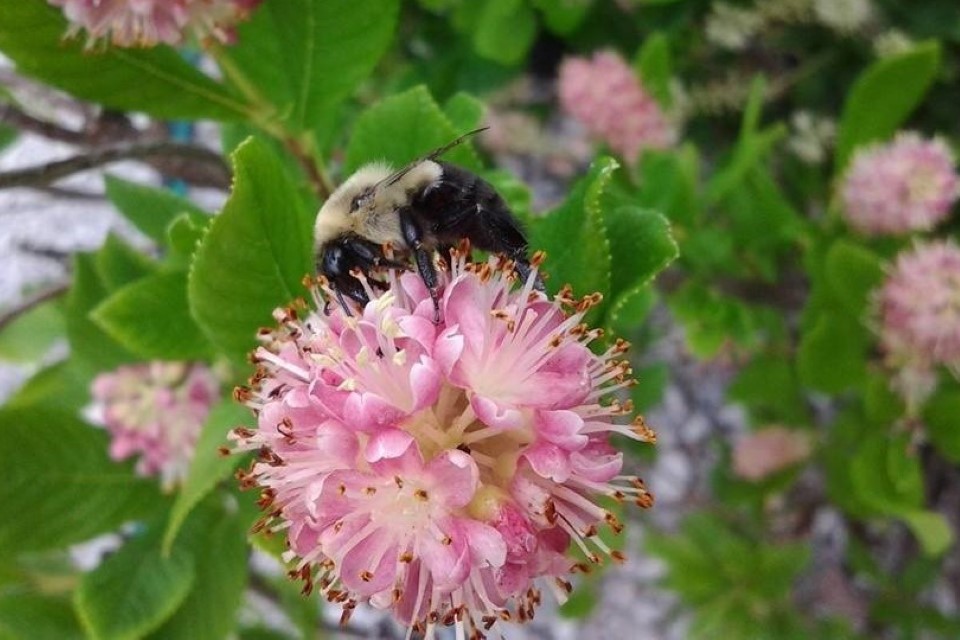 A bumblebee sipping on nectar from a pink flower